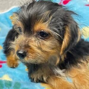 Dexter - Yorkshire Terrier Male