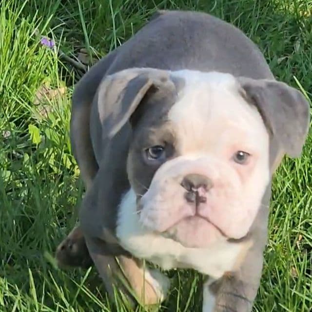 Muffin - English Bulldog Female