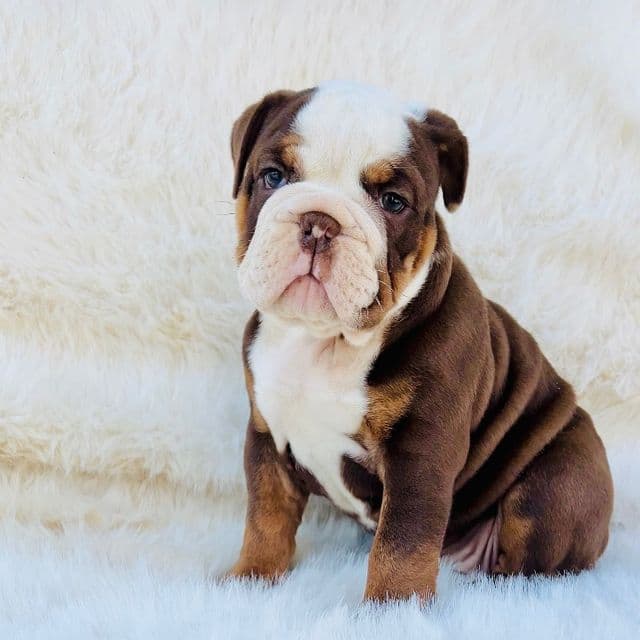 Tootsie - English Bulldog Female