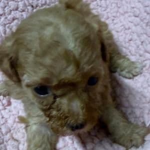 Gia - Toy Poodle Female