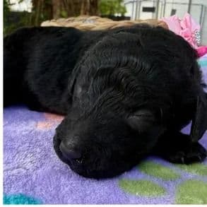 Seaside - Standard Poodle Female