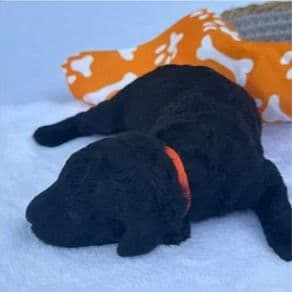 Destin - Standard Poodle Female