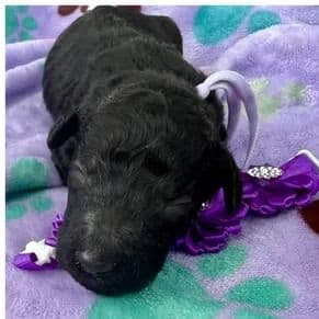 Hialeah - Standard Poodle Female