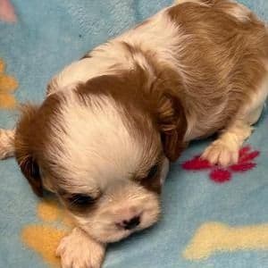 Enzo - Cavalier King Charles Spaniel Male