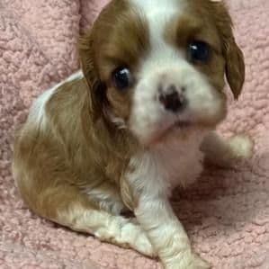 Evie - Cavalier King Charles Spaniel Female