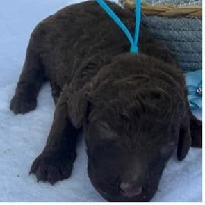 Tampa - Standard Poodle Female