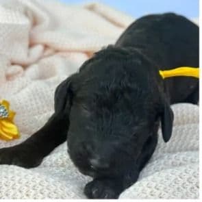 Ocala - Standard Poodle Male