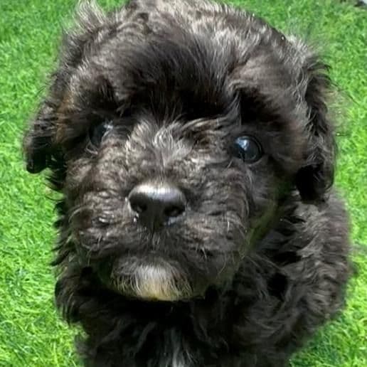 Parker - Maltipoo Male