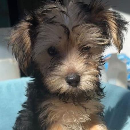 Marcus - Morkie Male