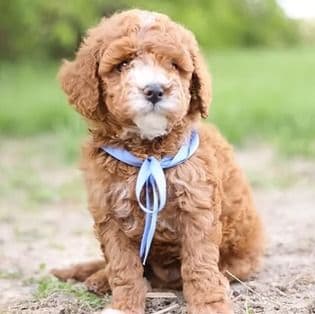 Auggie - Goldendoodle Male