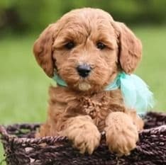 Button - Goldendoodle Female