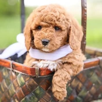 Ranger - Goldendoodle Male