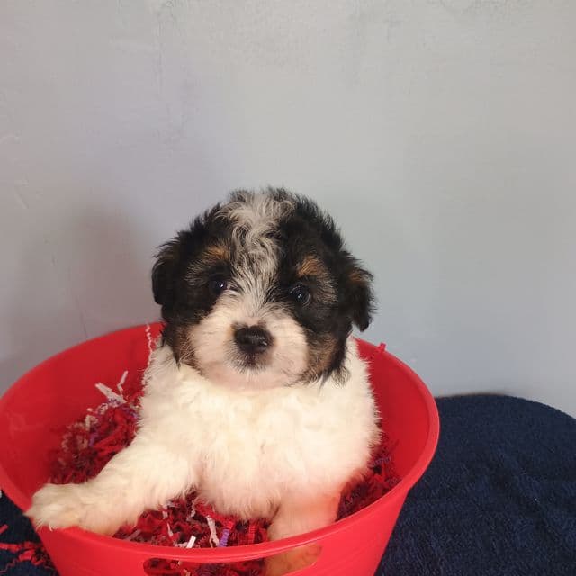 Pumpkin - Pomapoo Male