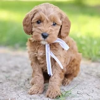 Tucker - Goldendoodle Male