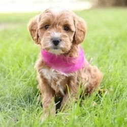 Cupcake - Goldendoodle Female