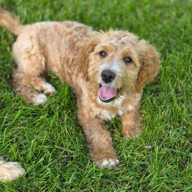 Mae - Bernedoodle Female