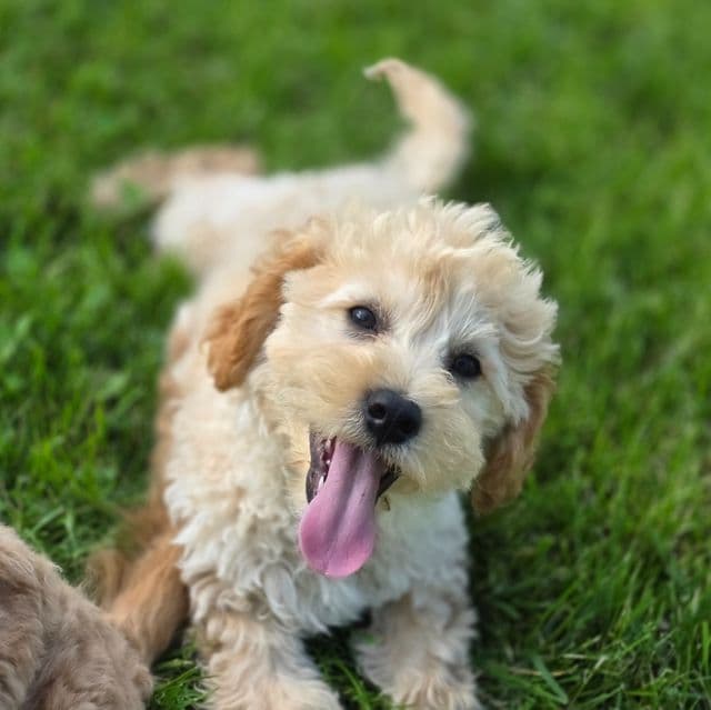 Hank - Cavapoo Male