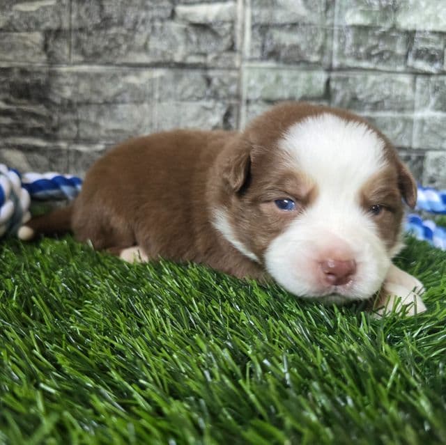 Koda - Australian Shepherd Male