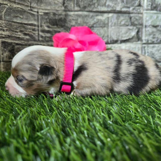 Kara - Australian Shepherd Female
