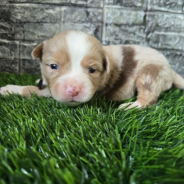 Kate  - Australian Shepherd Female