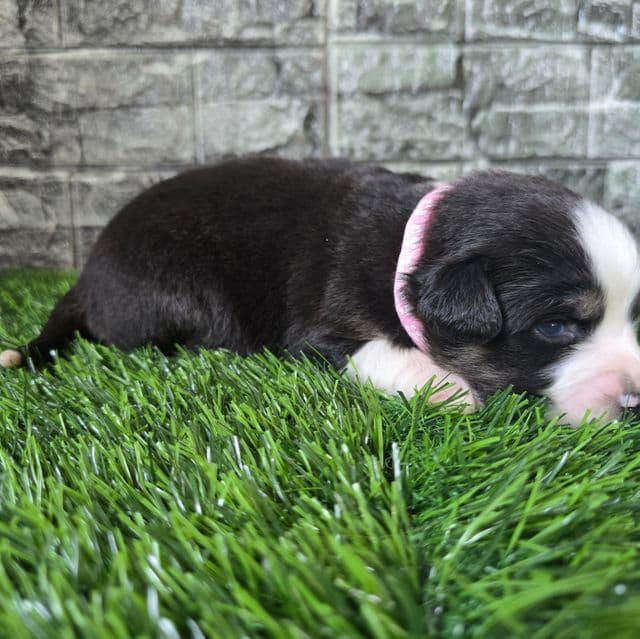 Khole - Australian Shepherd Female