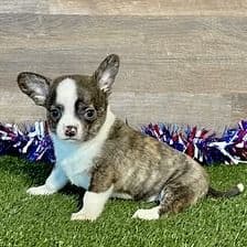 Kane - Chihuahua Male