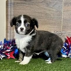 Kara - Chihuahua Female