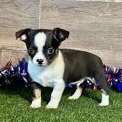 Kade - Chihuahua Male