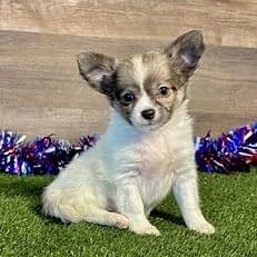 Kyra - Chihuahua Female