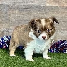 Kobe - Chihuahua Male
