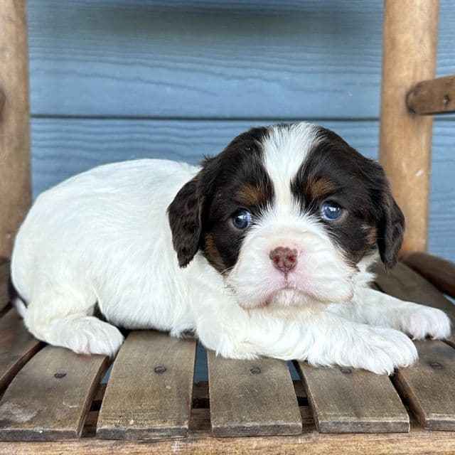 Berry - Cavalier King Charles Spaniel Female