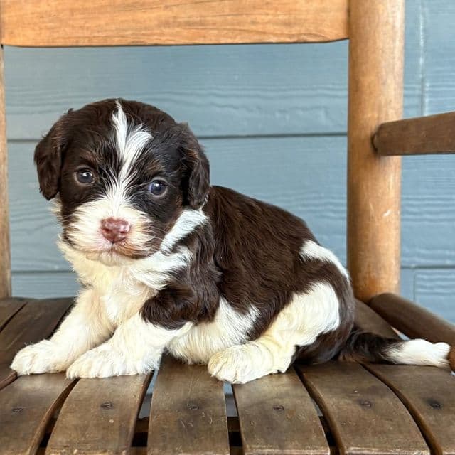 Rigatoni - Cavapoo Male
