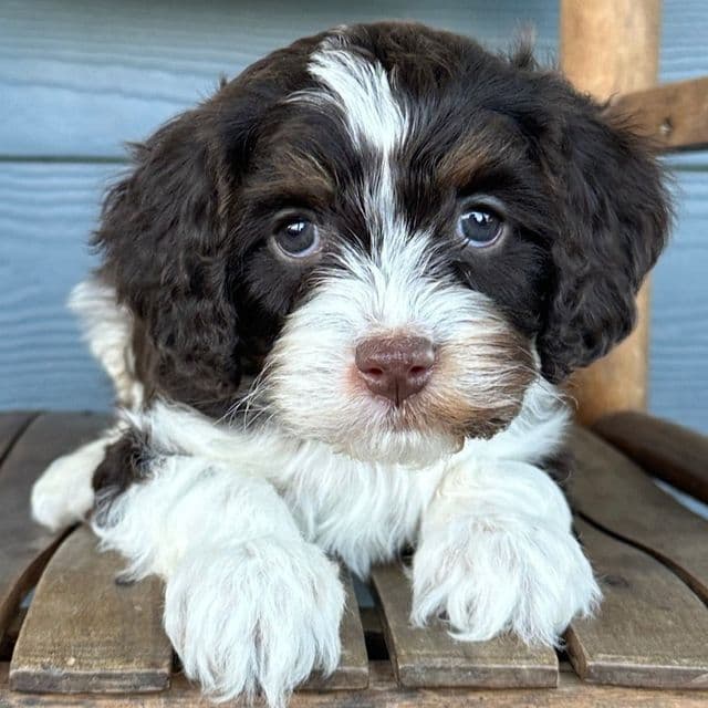 Rigatoni - Cavapoo Male