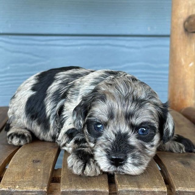 Charcoal - Cavapoo Female