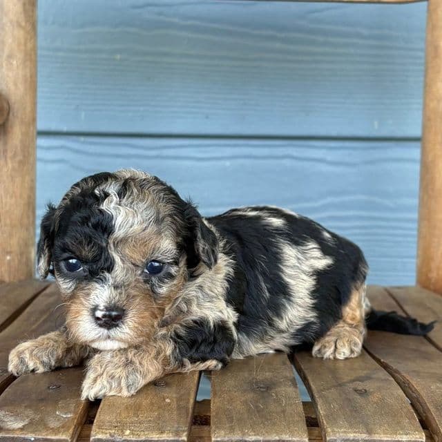 Quill - Cavapoo Male