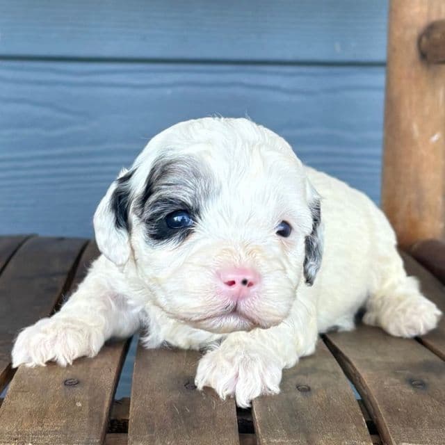 Blot - Cavapoo Female
