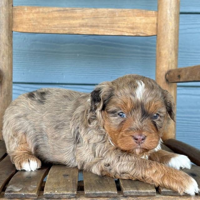 Fatty - Cavapoo Male