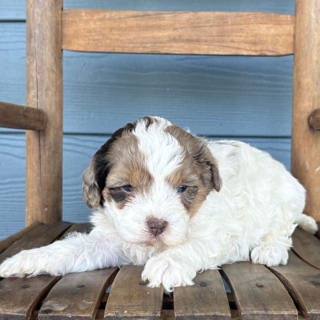 Patty - Cavapoo Female