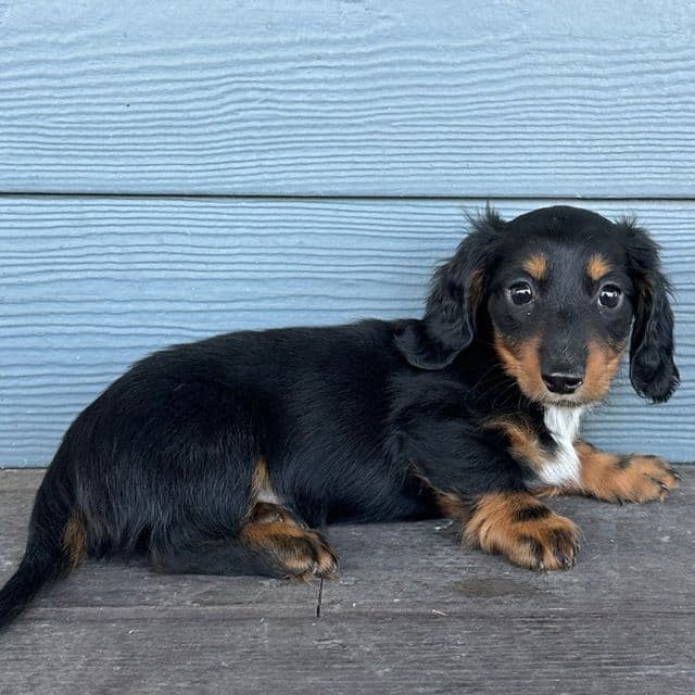Sonic - Dachshund Male