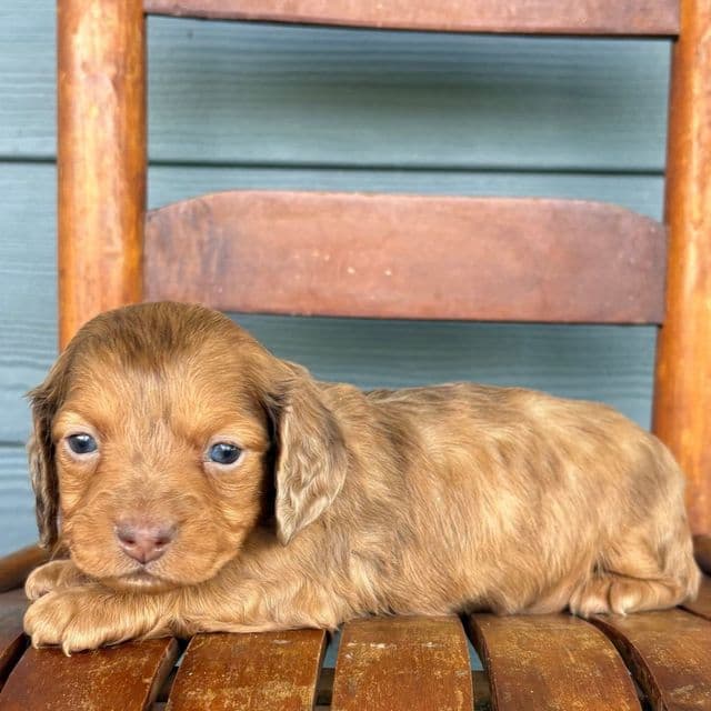 Velvet - Dachshund Female