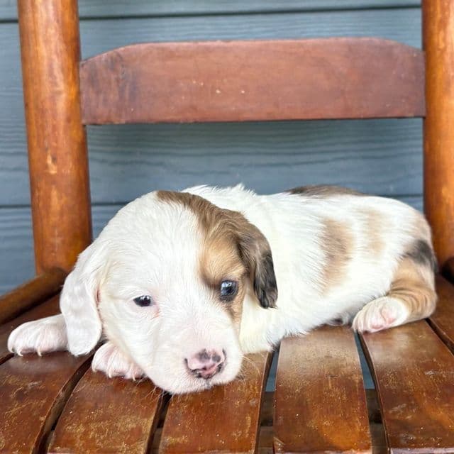 Marble - Dachshund Male