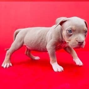 Female 2 - American Bully Female