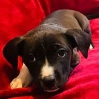 Female 1 - American Pit Bull Terrier Female