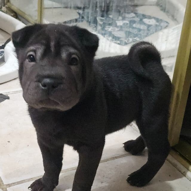 Nails - Chinese Shar-Pei Male