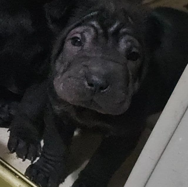 Screws - Chinese Shar-Pei Male