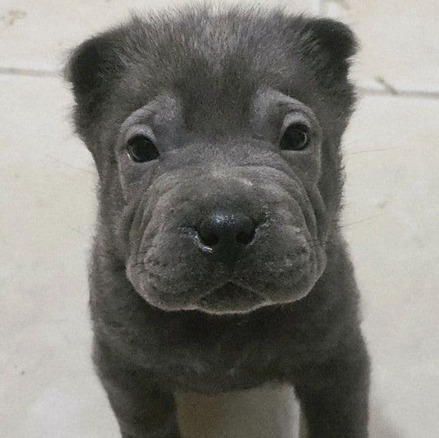Pieces - Chinese Shar-Pei Male
