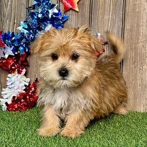 Harvey - Morkie Male