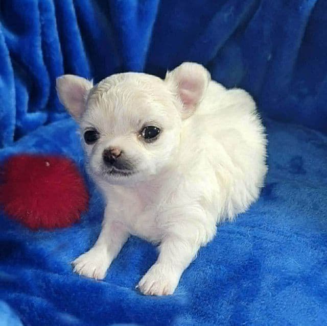 Sasha - Chihuahua Female