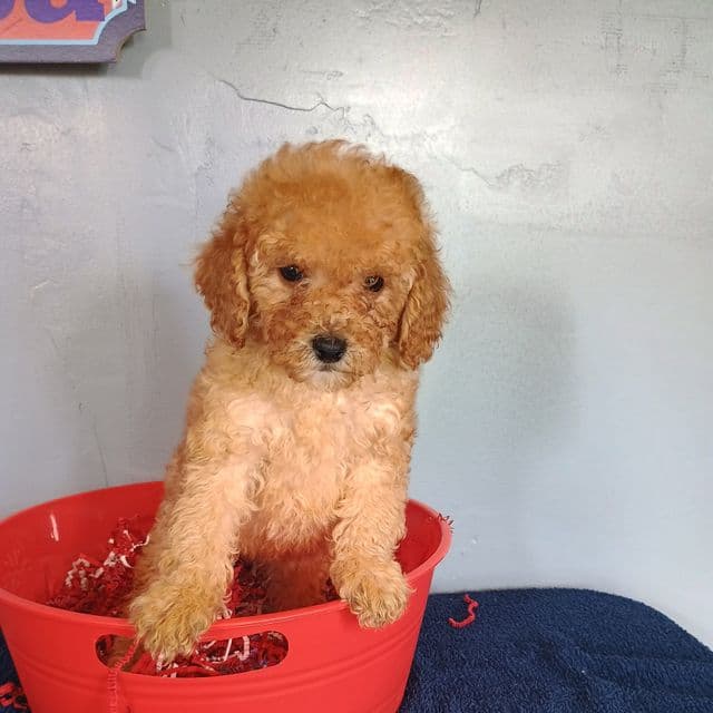 Cheri - Cavapoo Female