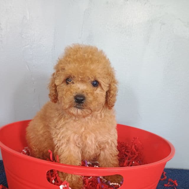 Chelsi - Cavapoo Female